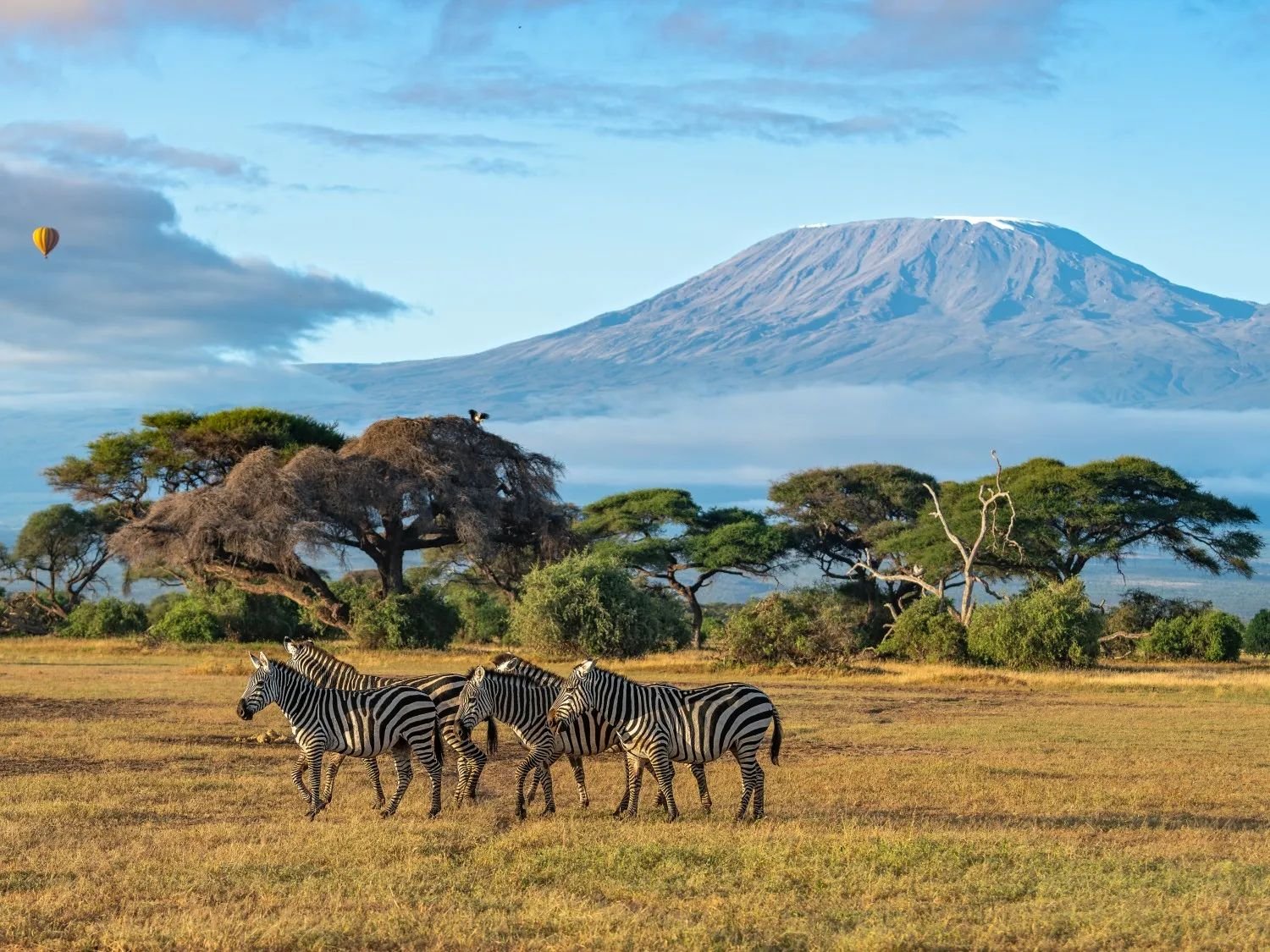 Header image - Kenya zebras.jpg
